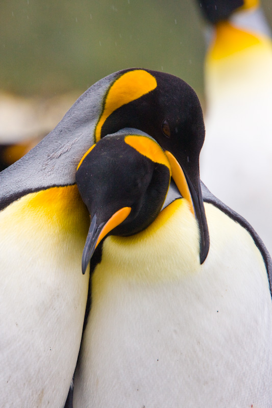 King Penguins